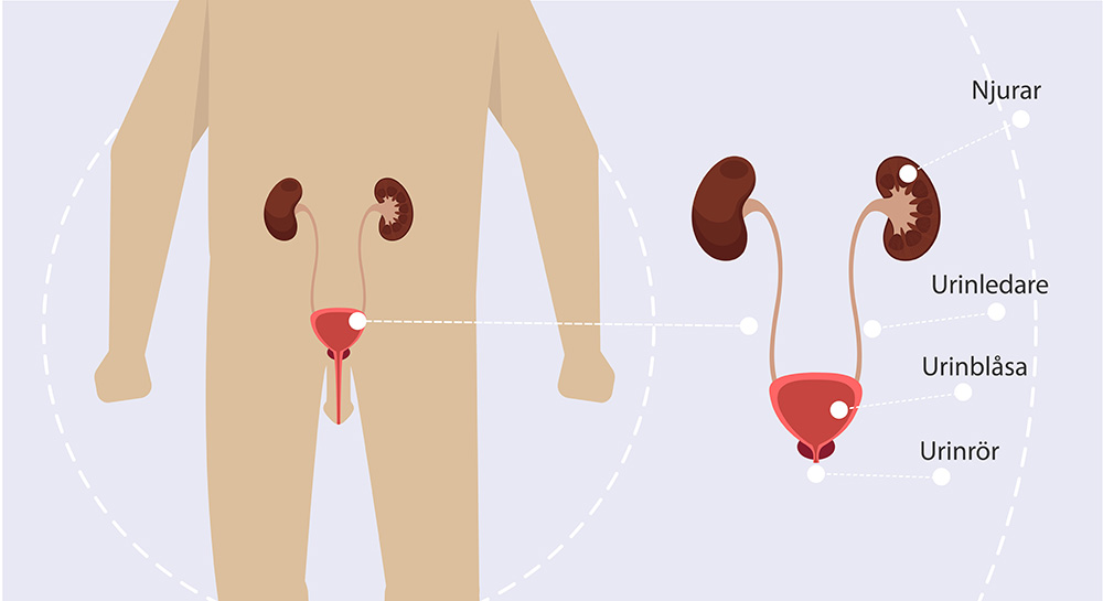 Genomskärning av en kropp och närbild på njurar och urinblåsa som illustrerar: Njurar, Urinledare, Urinblåsa och Urinrör.